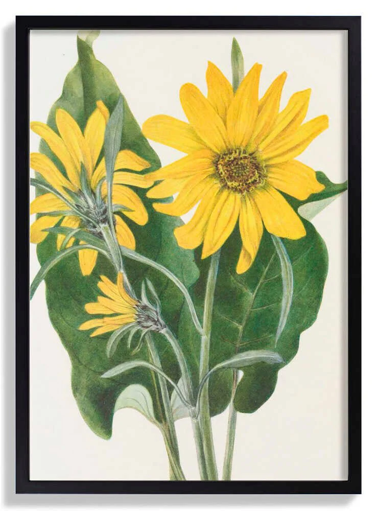 Balsamroot From North American Wildflowers (1925) By Mary Vaux Walcott by Mary Vaux Walcott - Image 6