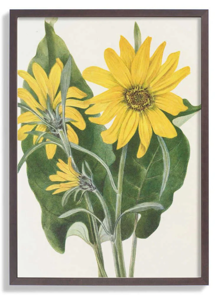 Balsamroot From North American Wildflowers (1925) By Mary Vaux Walcott by Mary Vaux Walcott - Image 7