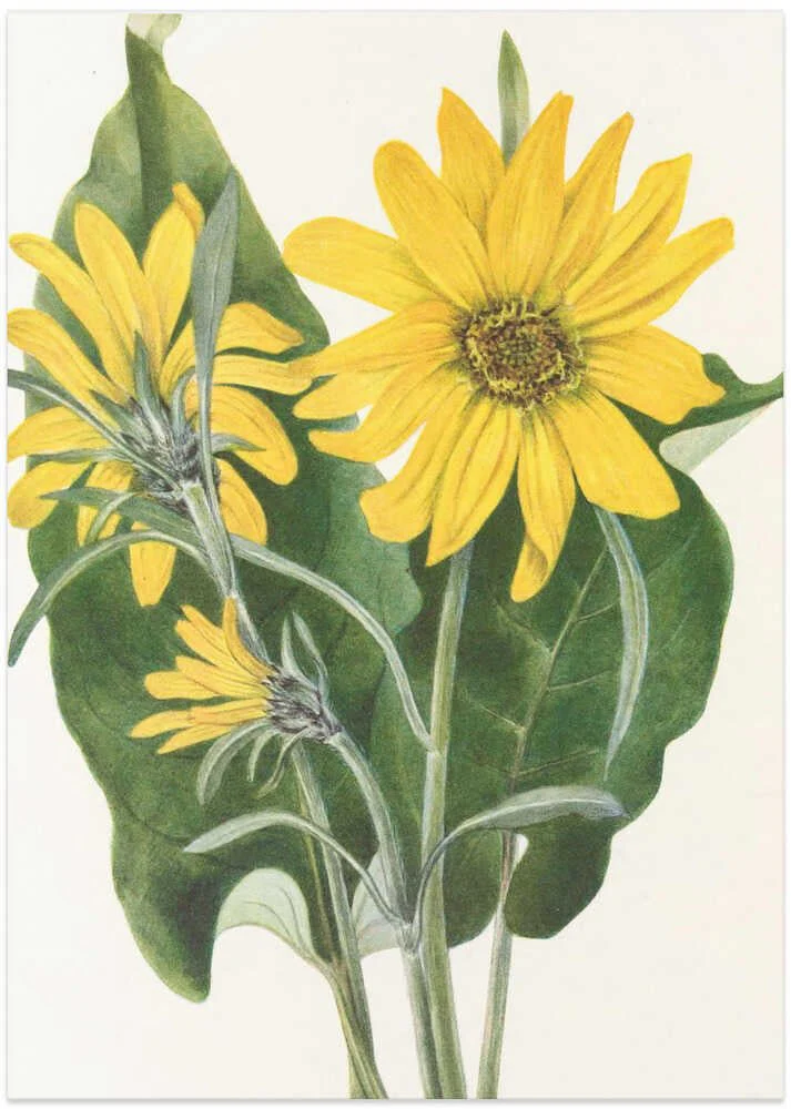 Balsamroot From North American Wildflowers (1925) By Mary Vaux Walcott by Mary Vaux Walcott - Image 8