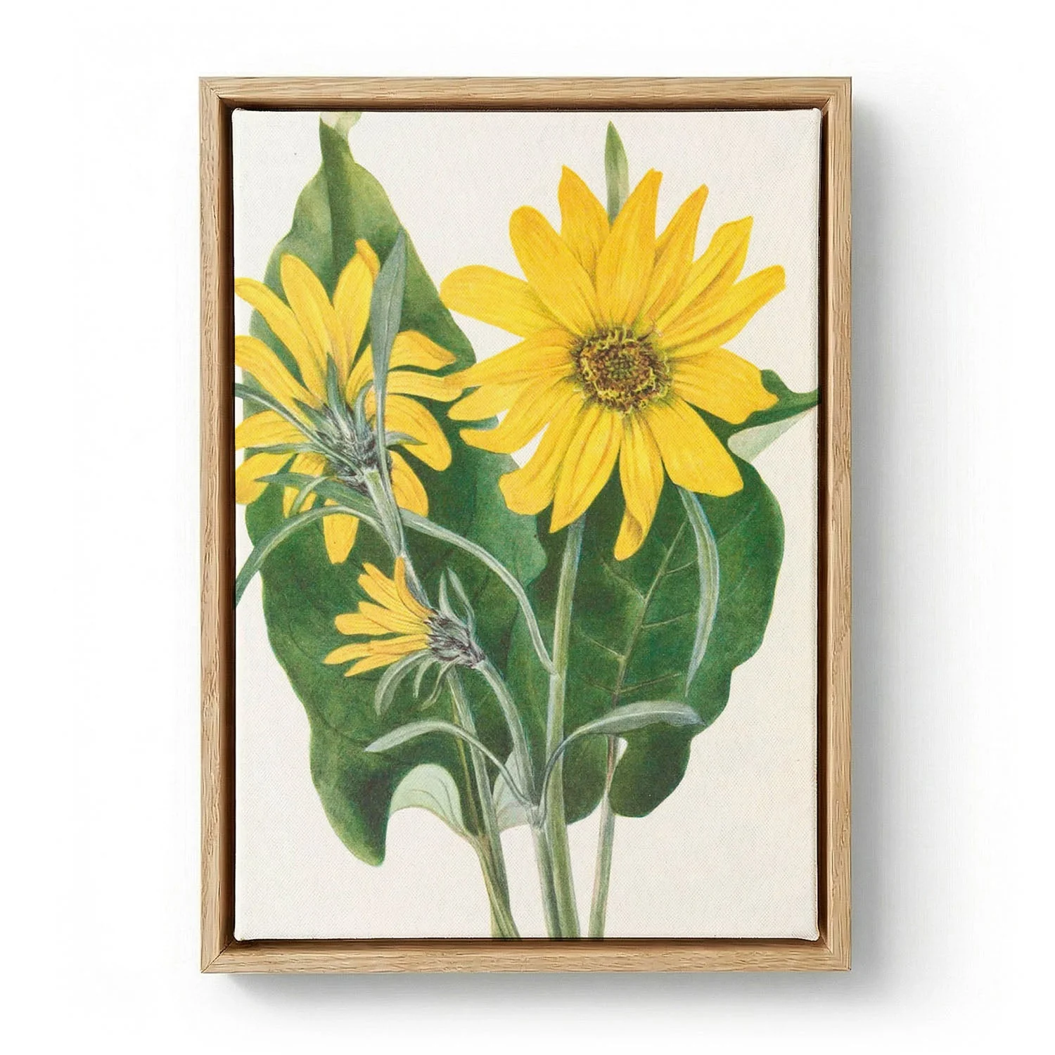 Balsamroot From North American Wildflowers (1925) By Mary Vaux Walcott by Mary Vaux Walcott