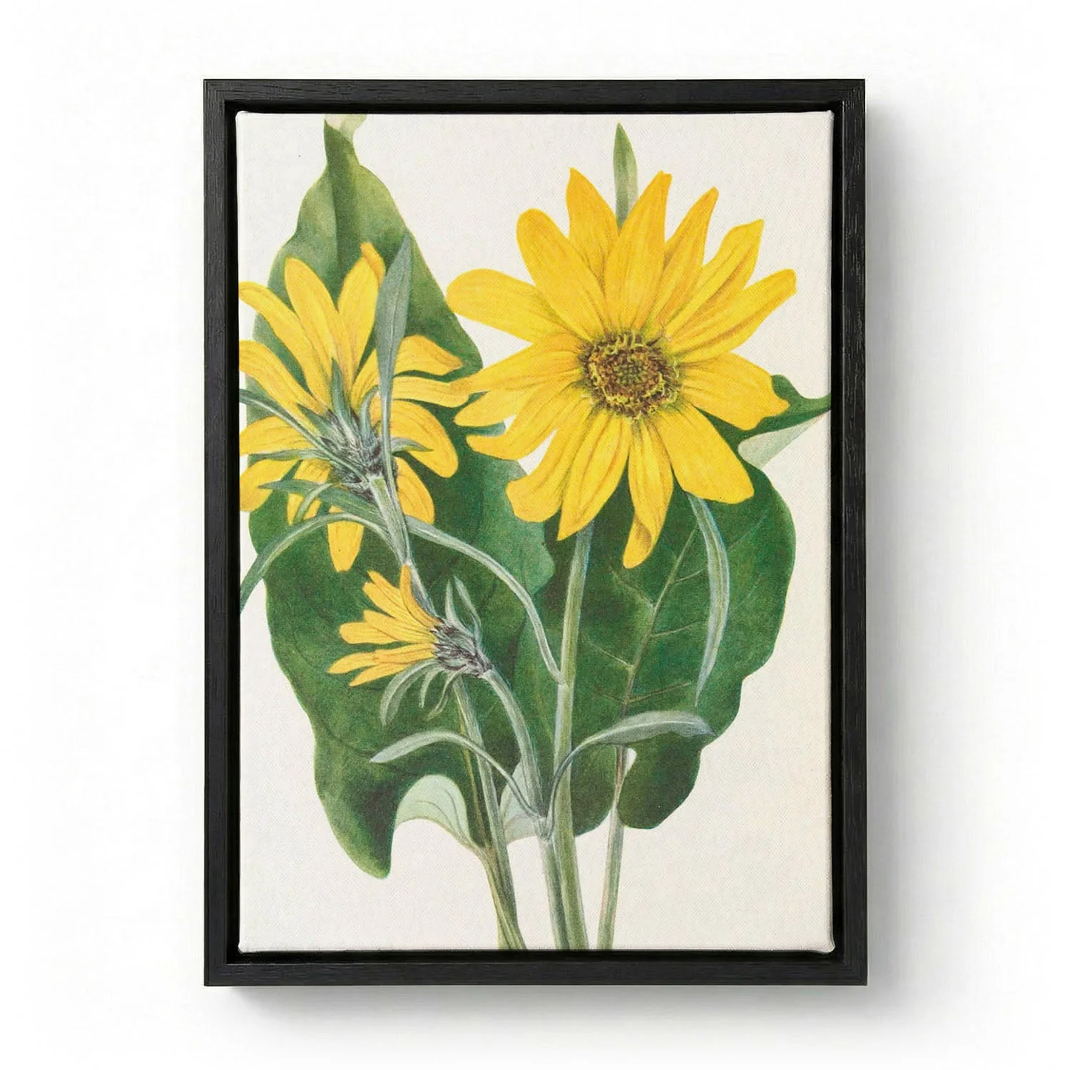 Balsamroot From North American Wildflowers (1925) By Mary Vaux Walcott by Mary Vaux Walcott - Image 5
