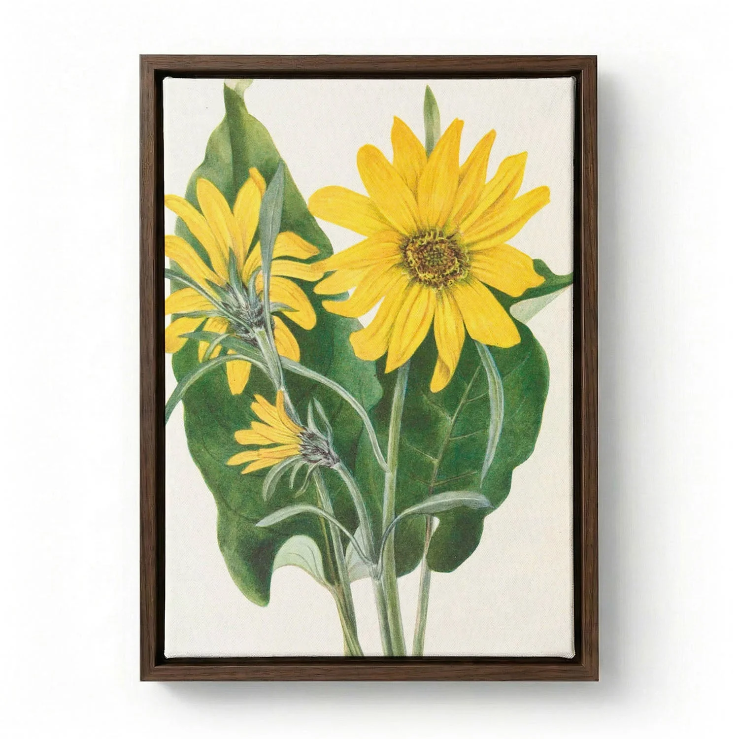 Balsamroot From North American Wildflowers (1925) By Mary Vaux Walcott by Mary Vaux Walcott - Image 6