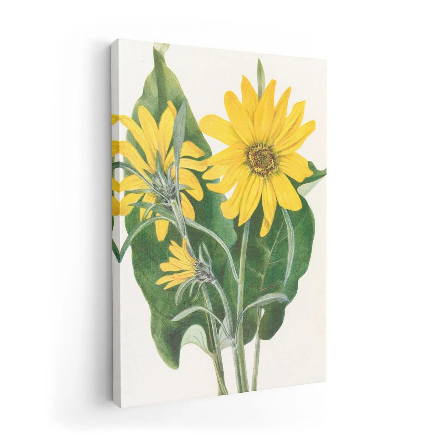 Balsamroot From North American Wildflowers (1925) By Mary Vaux Walcott by Mary Vaux Walcott - Image 7