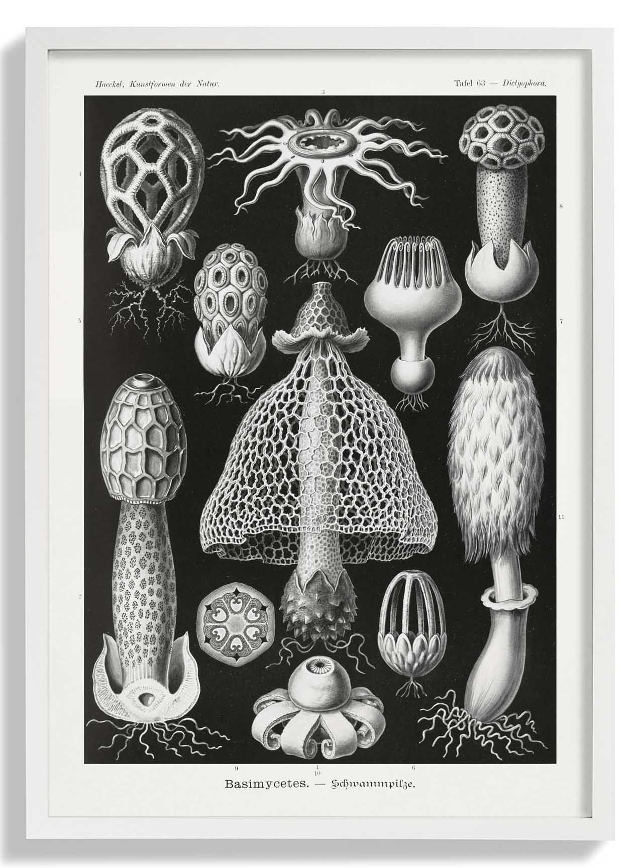 Basimycetes by Ernst Haeckel - Image 5