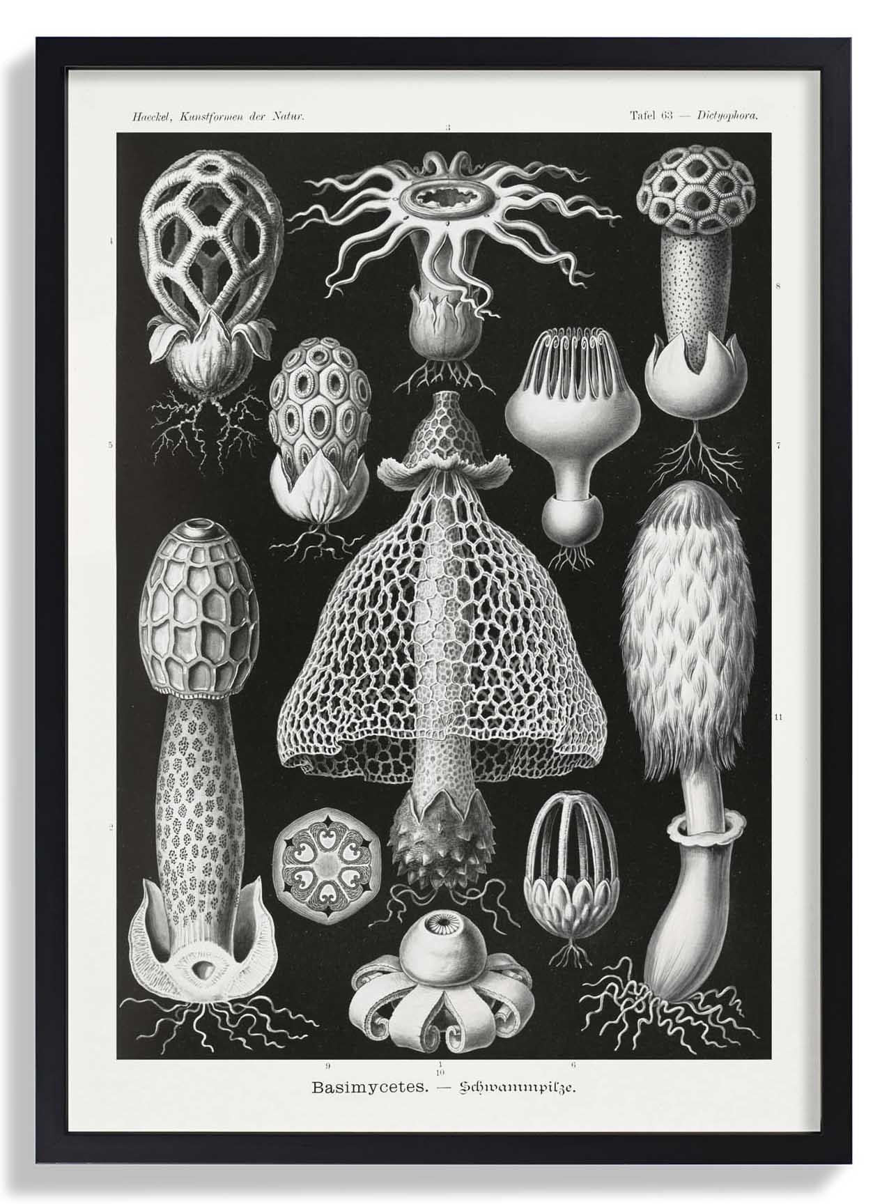 Basimycetes by Ernst Haeckel - Image 6