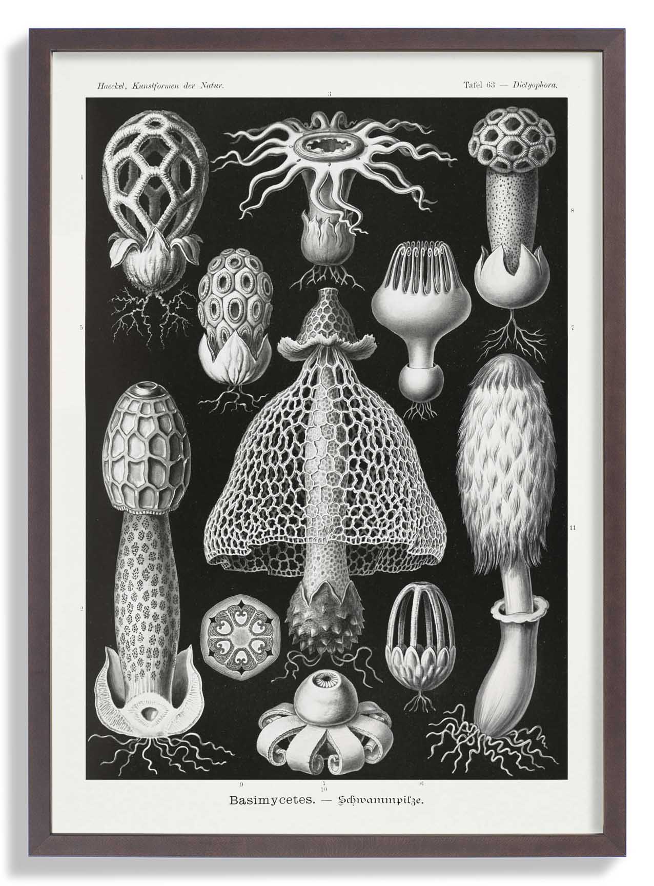 Basimycetes by Ernst Haeckel - Image 7