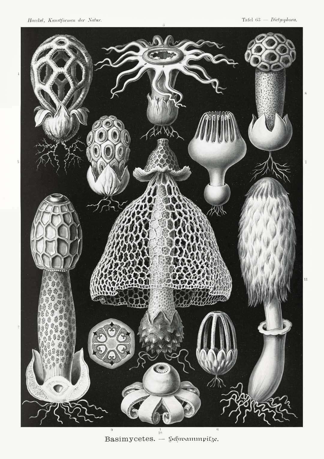 Basimycetes by Ernst Haeckel - Image 8