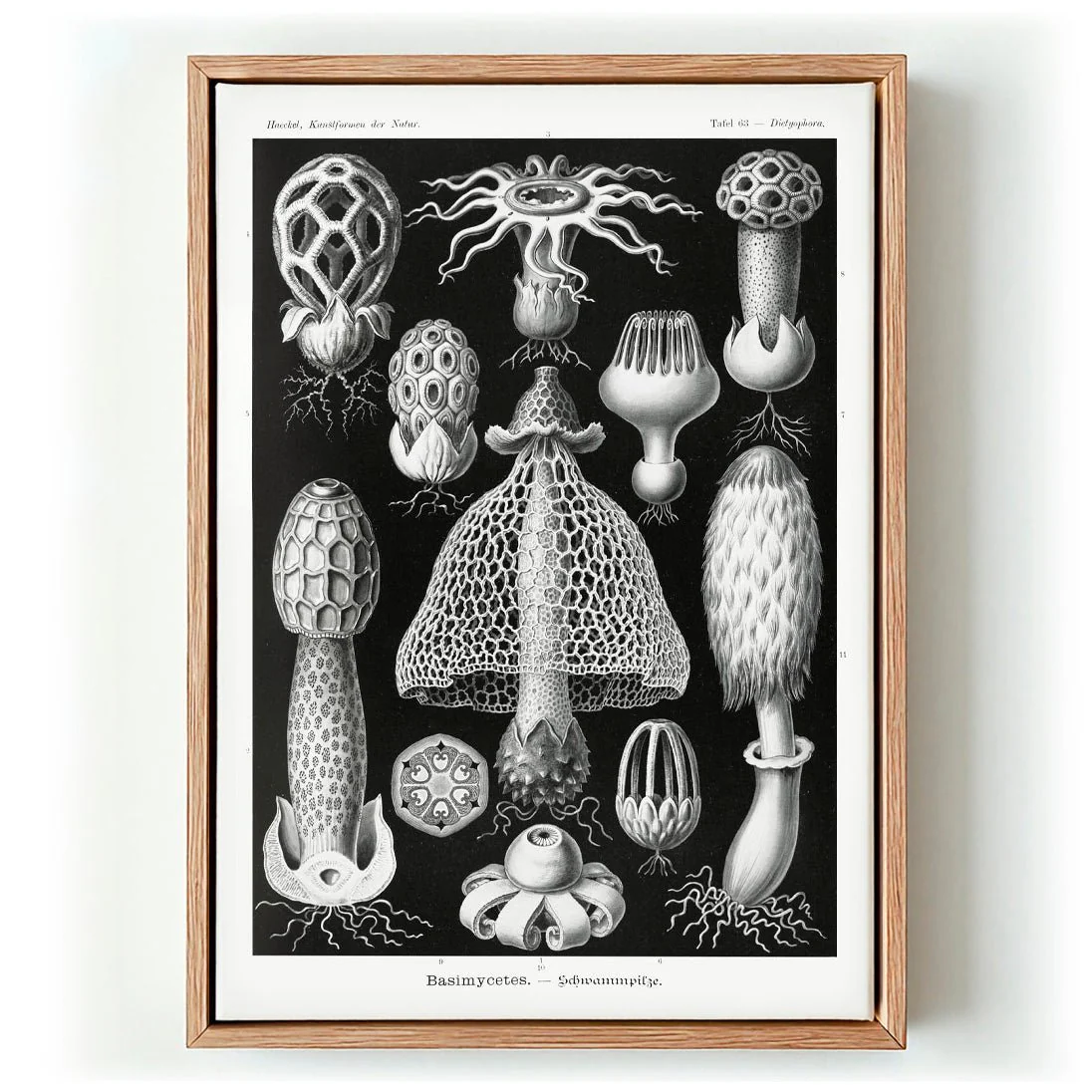 Basimycetes by Ernst Haeckel