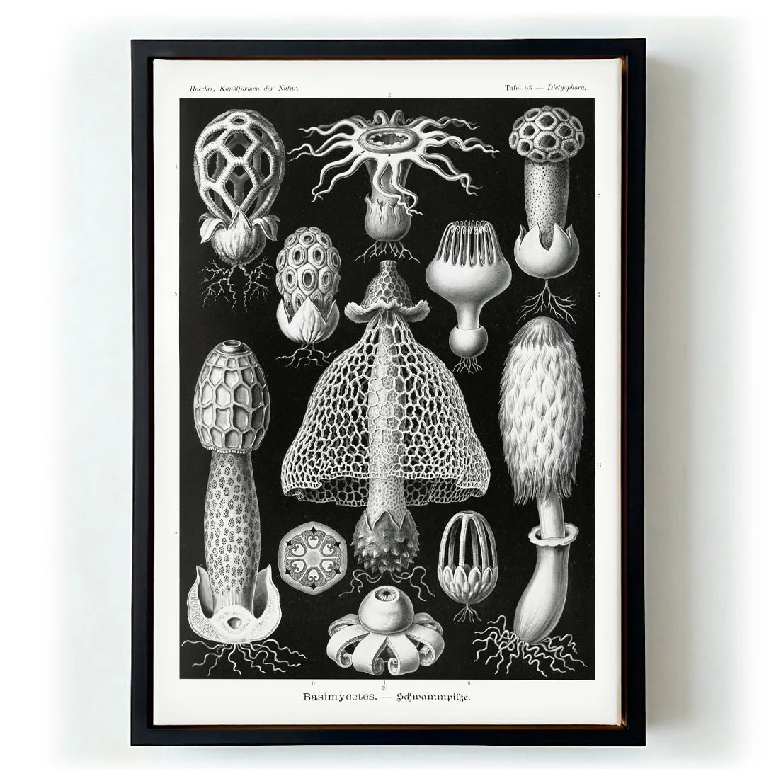 Basimycetes by Ernst Haeckel - Image 5