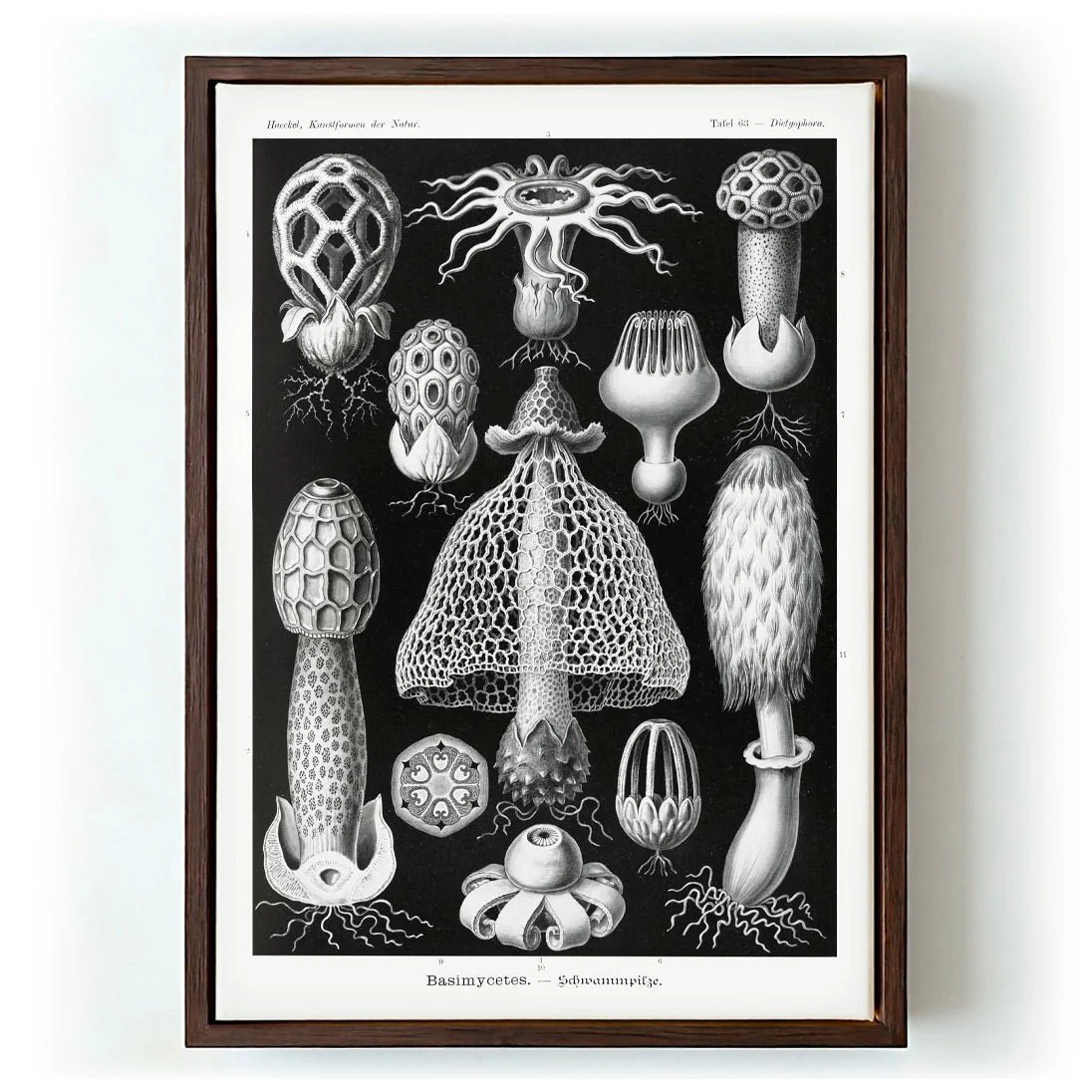 Basimycetes by Ernst Haeckel - Image 6