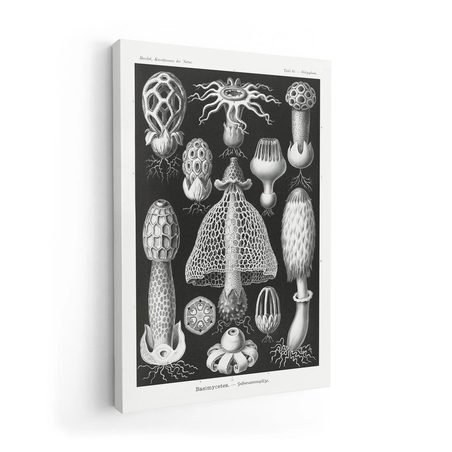 Basimycetes by Ernst Haeckel - Image 7