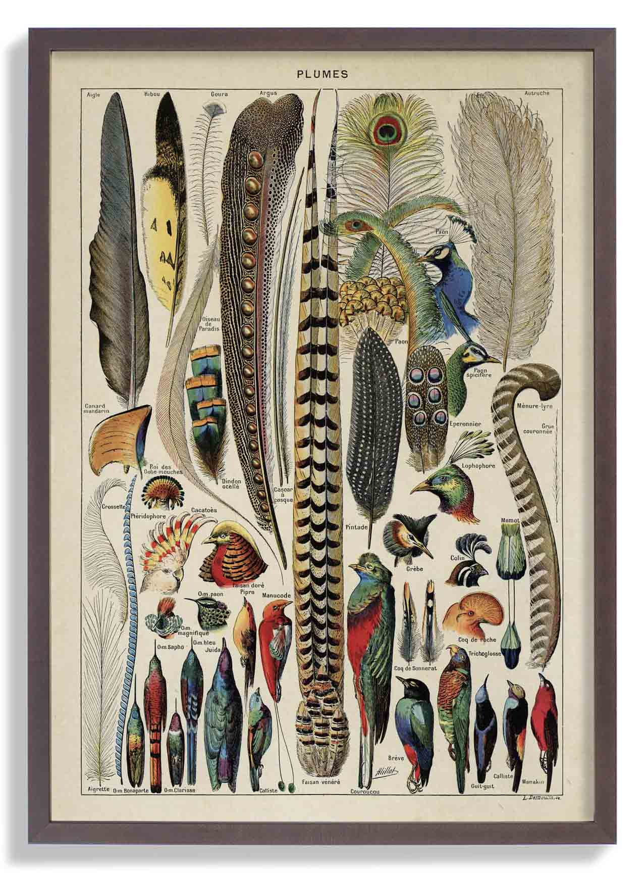 Bird Plumes Vintage - Image 7