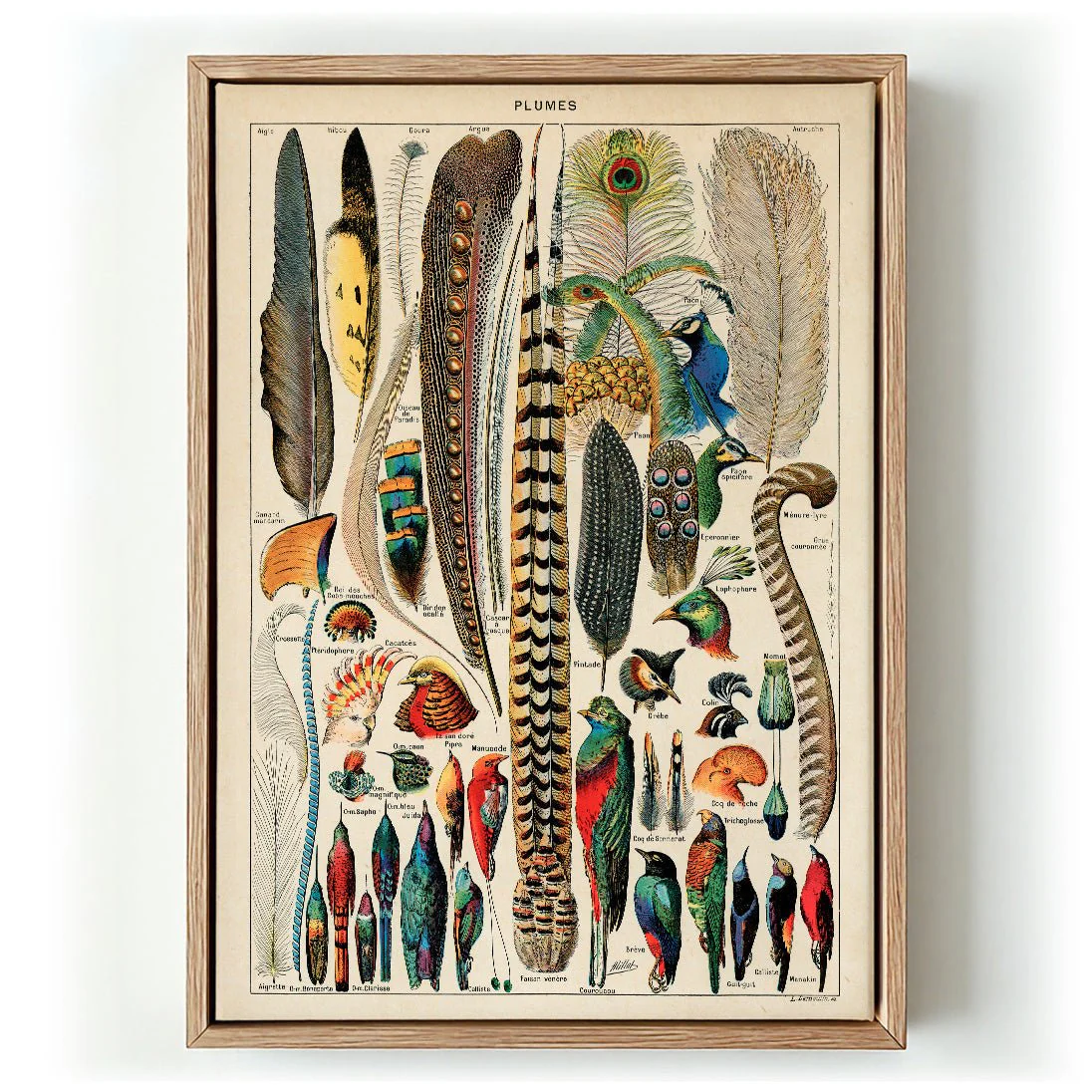 Bird Plumes Vintage