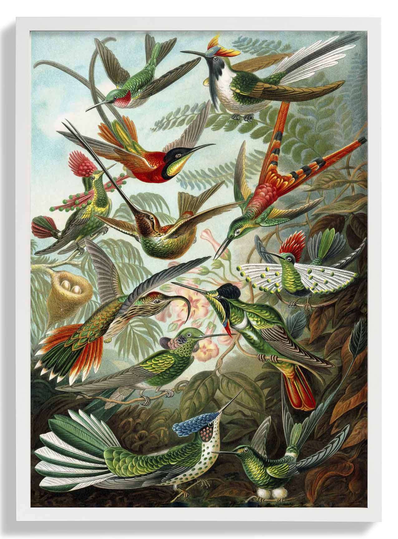 Birds of Paradise by Ernst Haeckel - Image 5