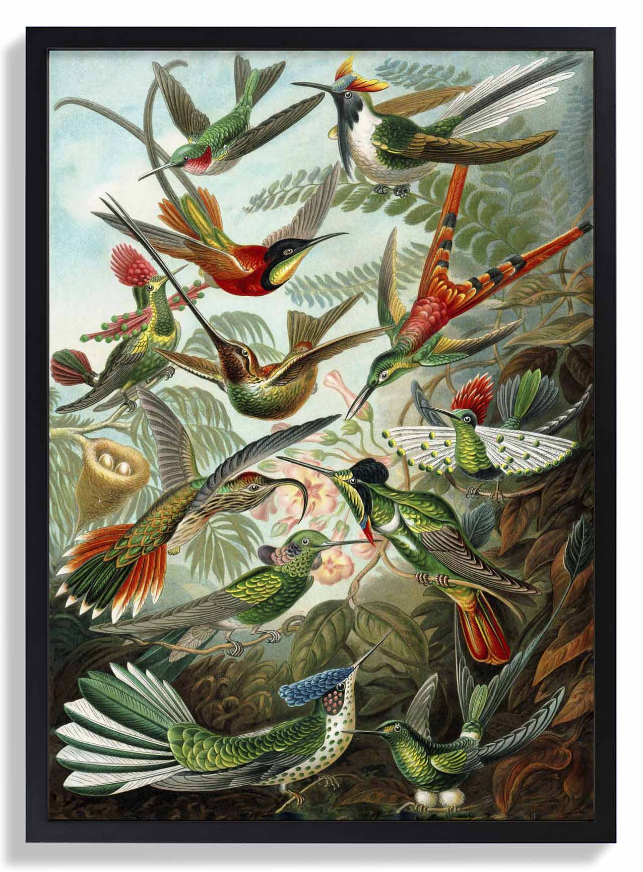 Birds of Paradise by Ernst Haeckel - Image 6