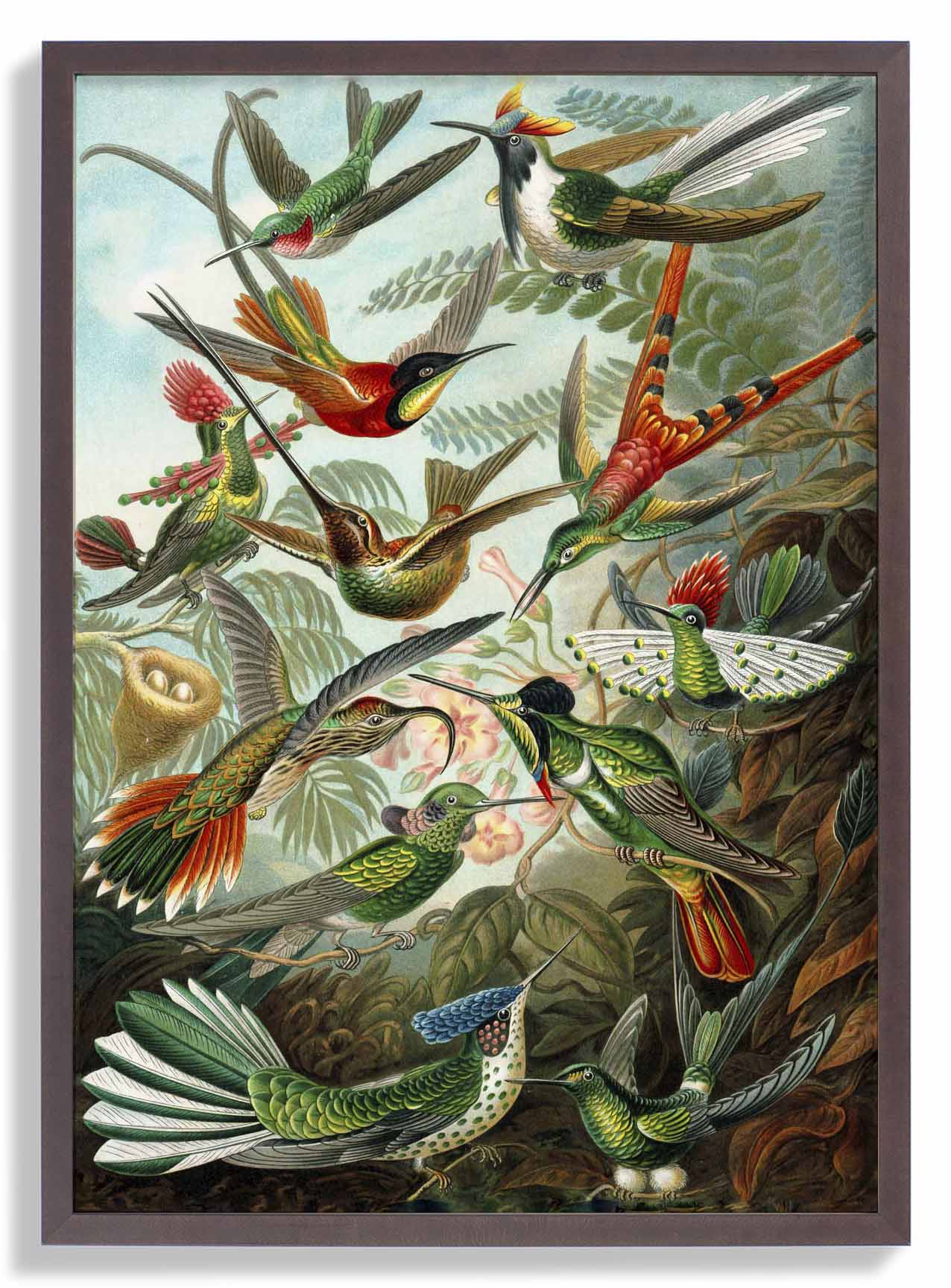 Birds of Paradise by Ernst Haeckel - Image 7