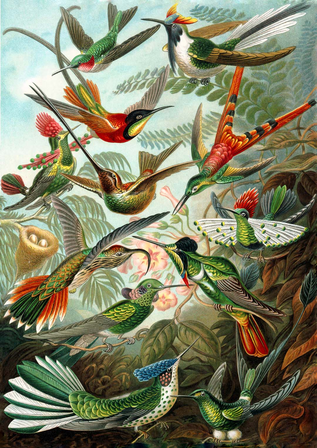Birds of Paradise by Ernst Haeckel - Image 8
