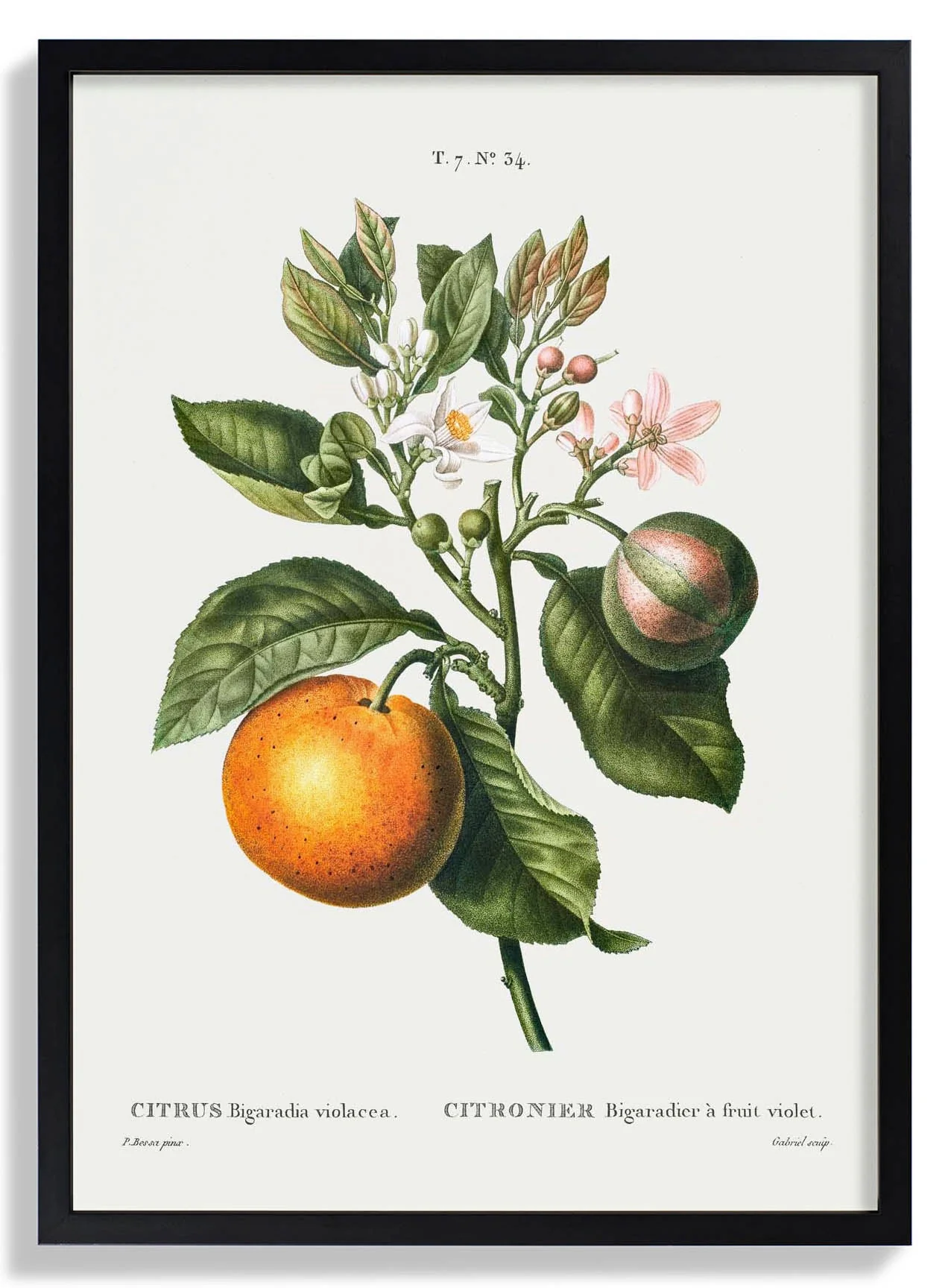 Bitter Orange Flower - Image 6