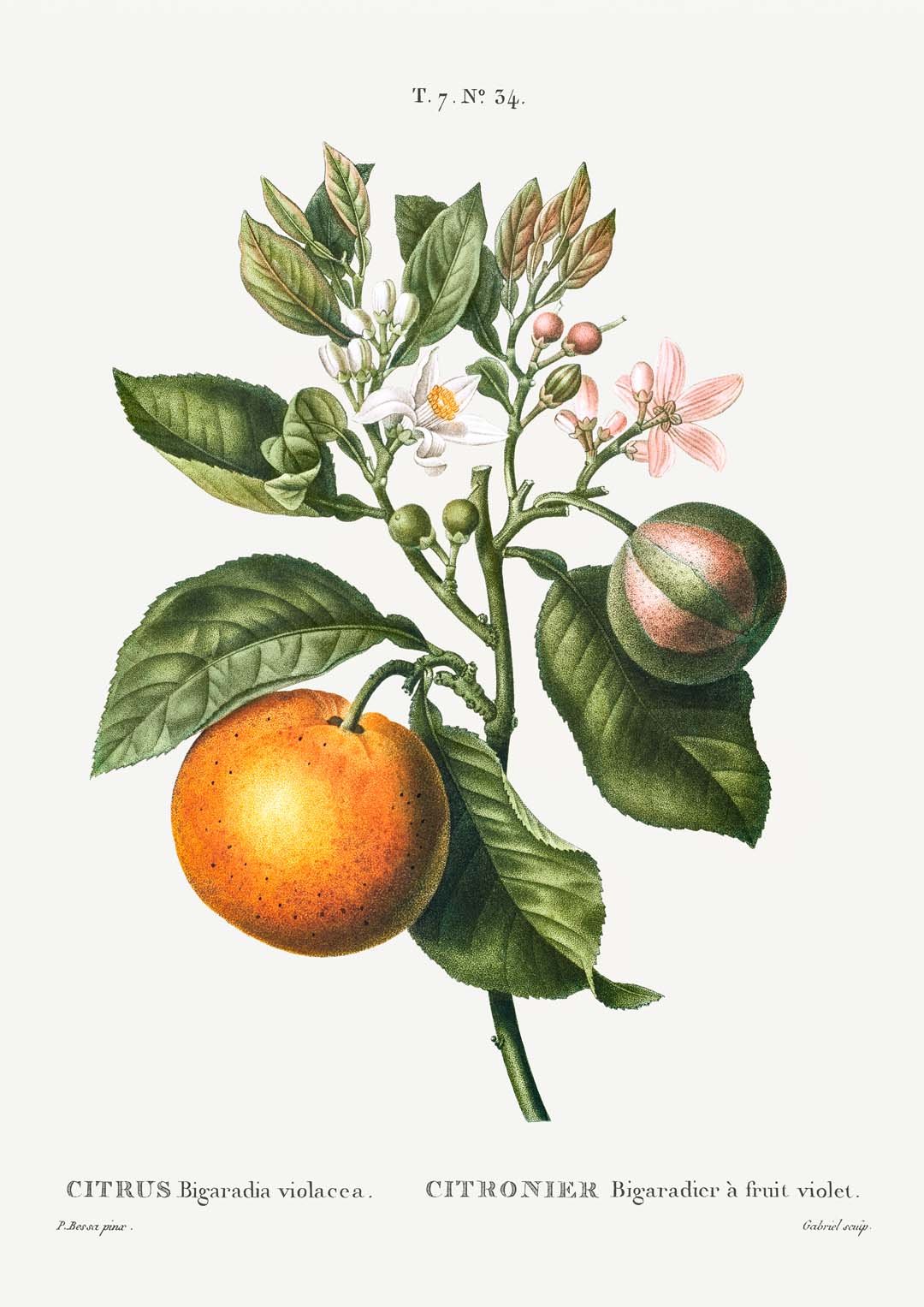 Bitter Orange Flower - Image 8