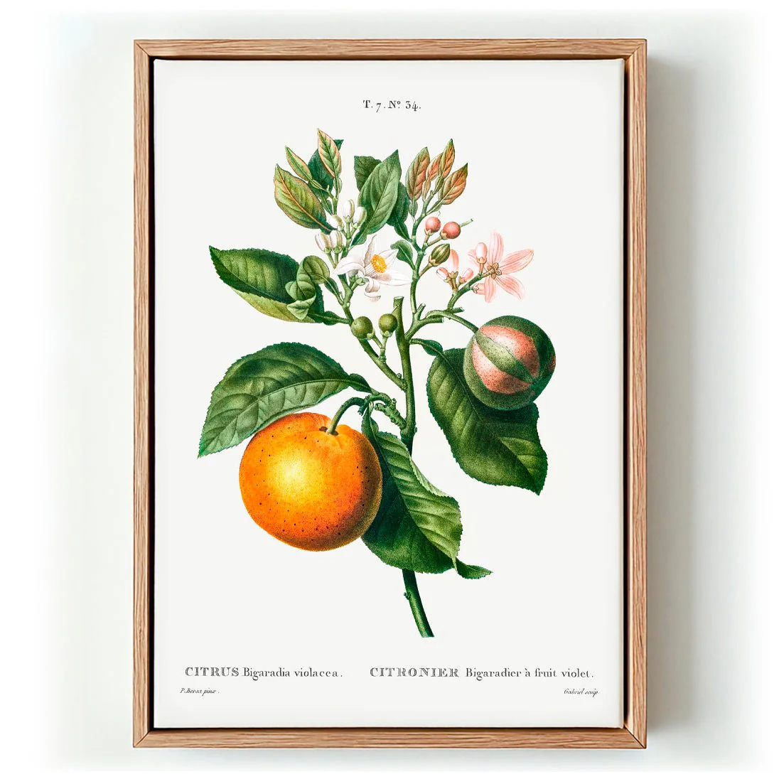 Bitter Orange Flower