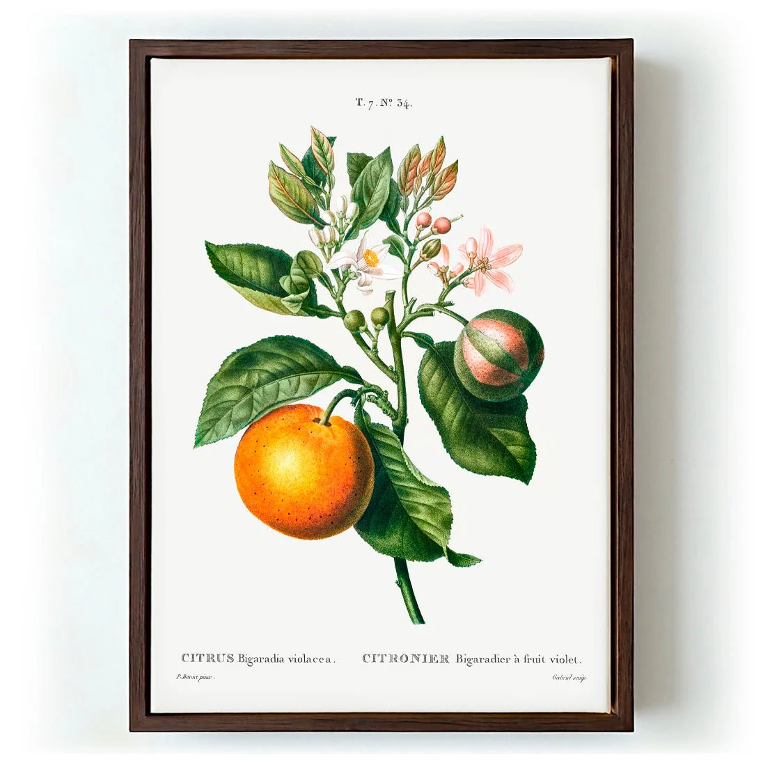 Bitter Orange Flower - Image 6