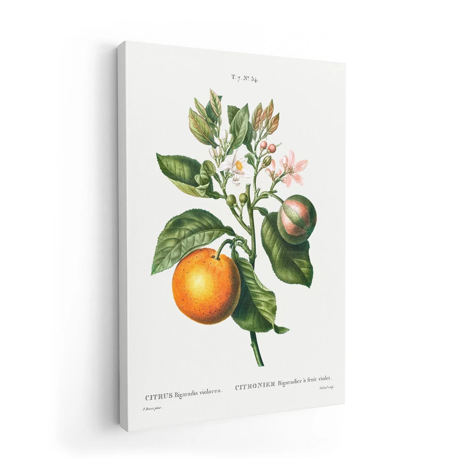 Bitter Orange Flower - Image 7