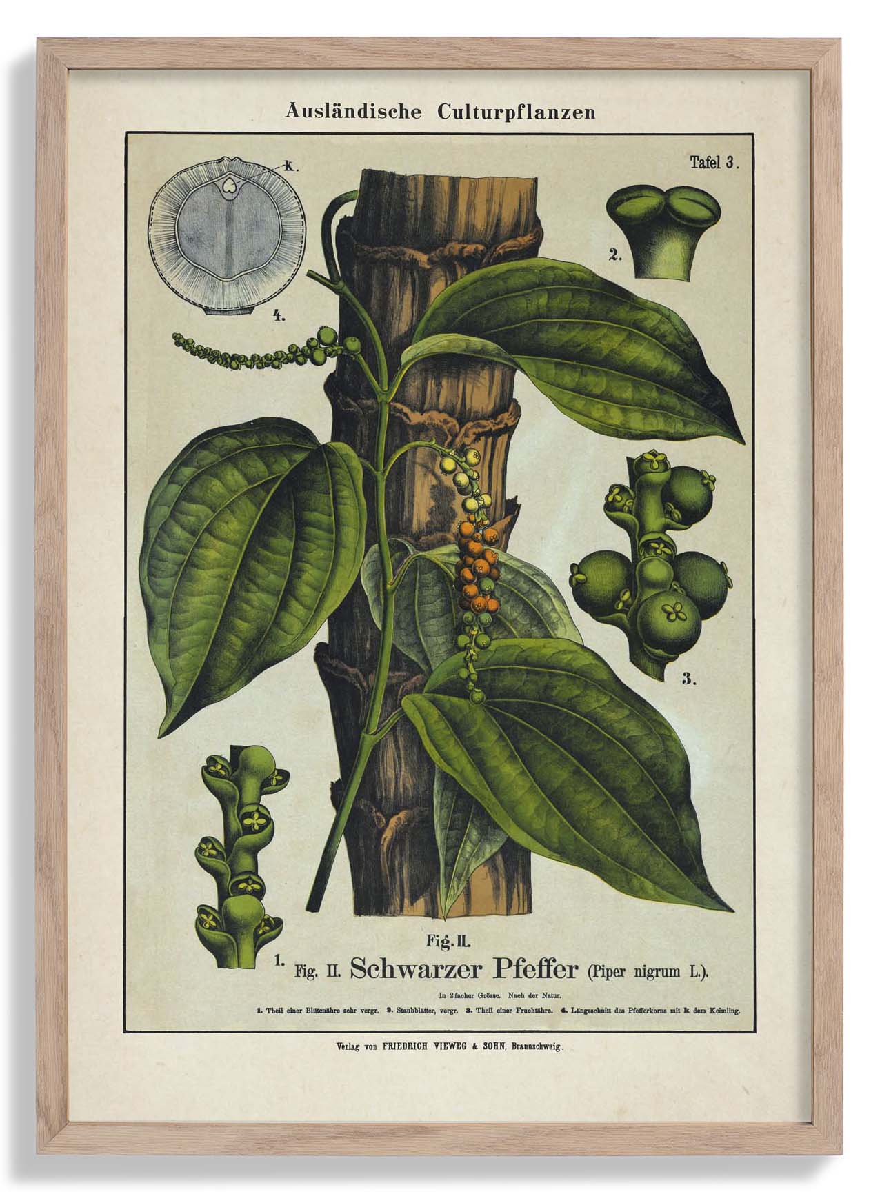 Black Pepper