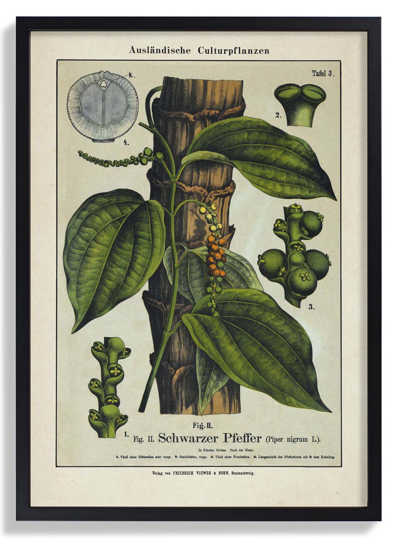 Black Pepper - Image 6