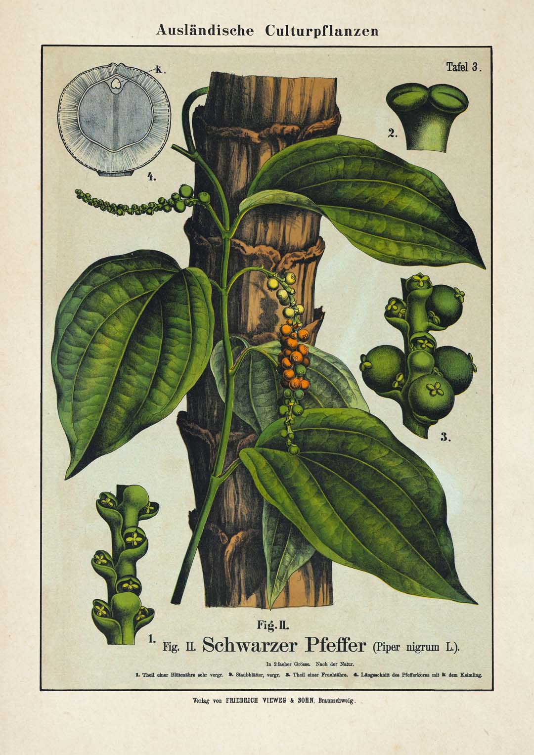 Black Pepper - Image 8