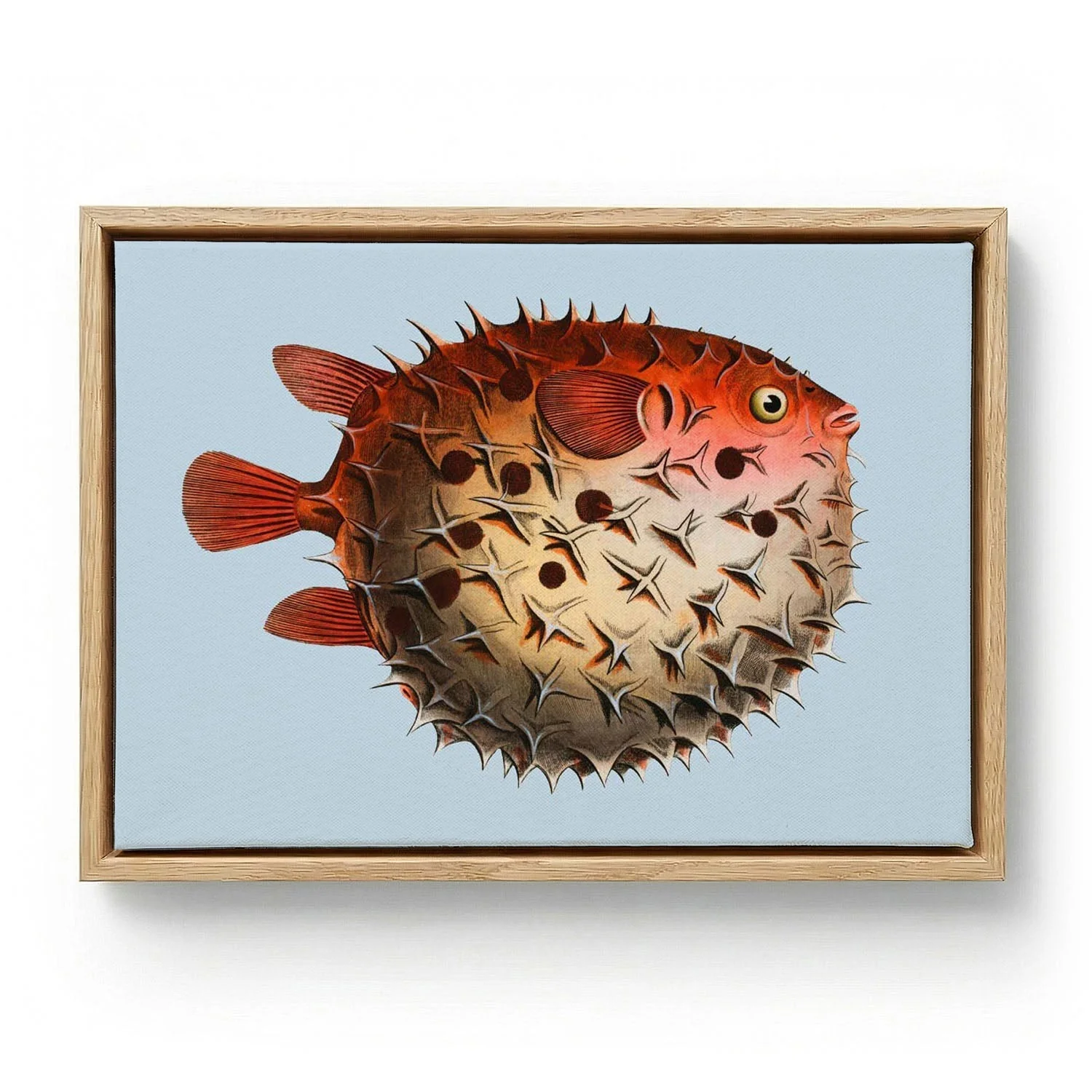 Blowfish Fish