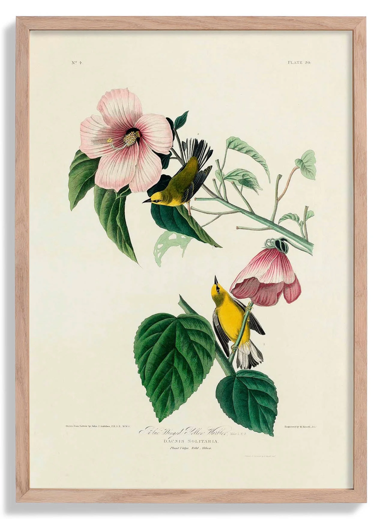 Blue Winged Yellow Warbler