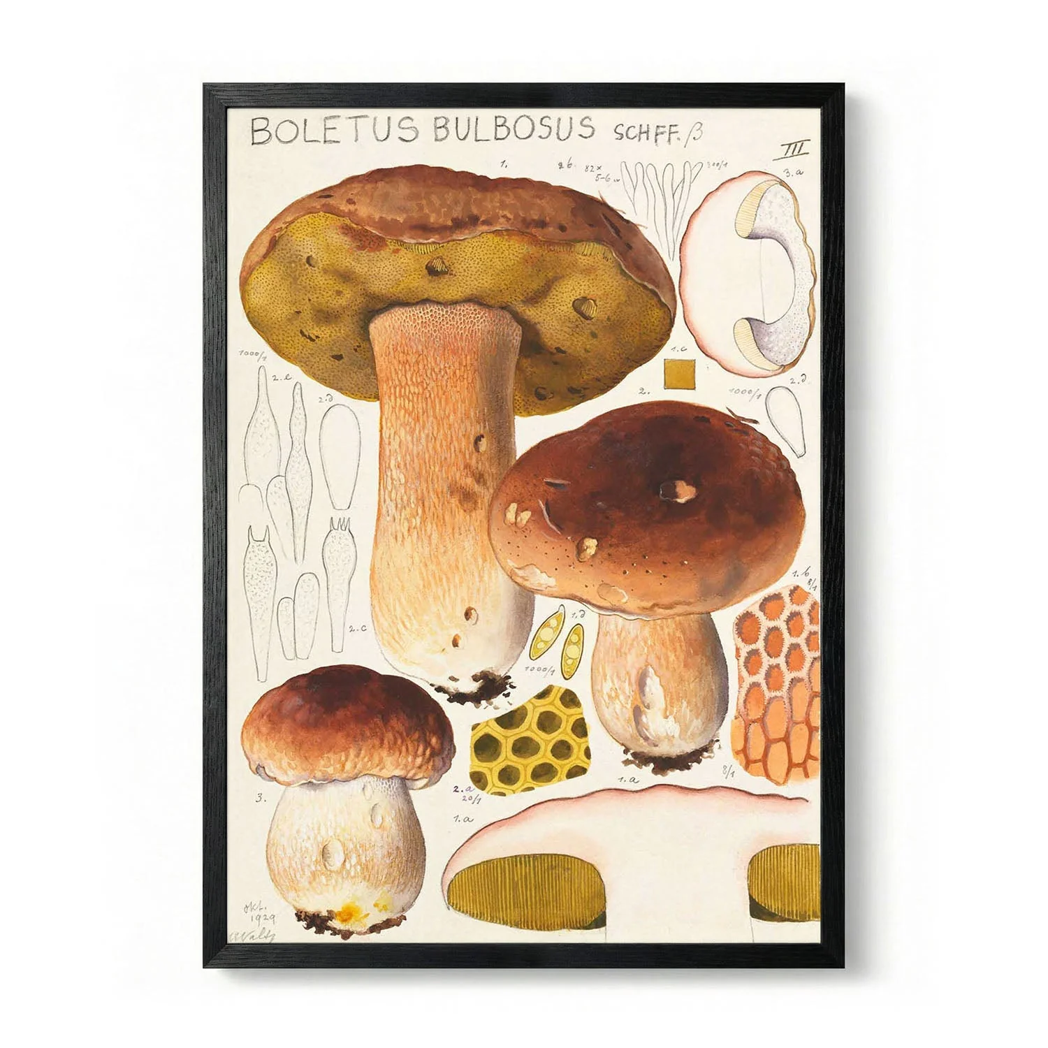 Boletus bulbosus by Hans E. Walty - Image 5