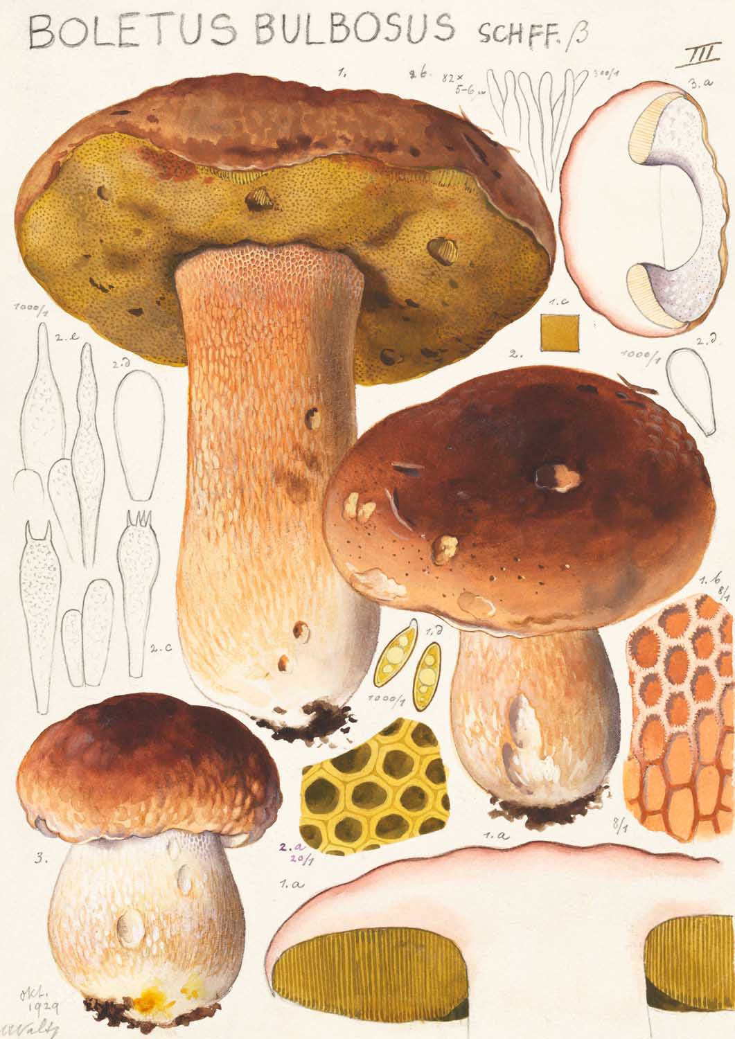 Boletus bulbosus by Hans E. Walty - Image 7