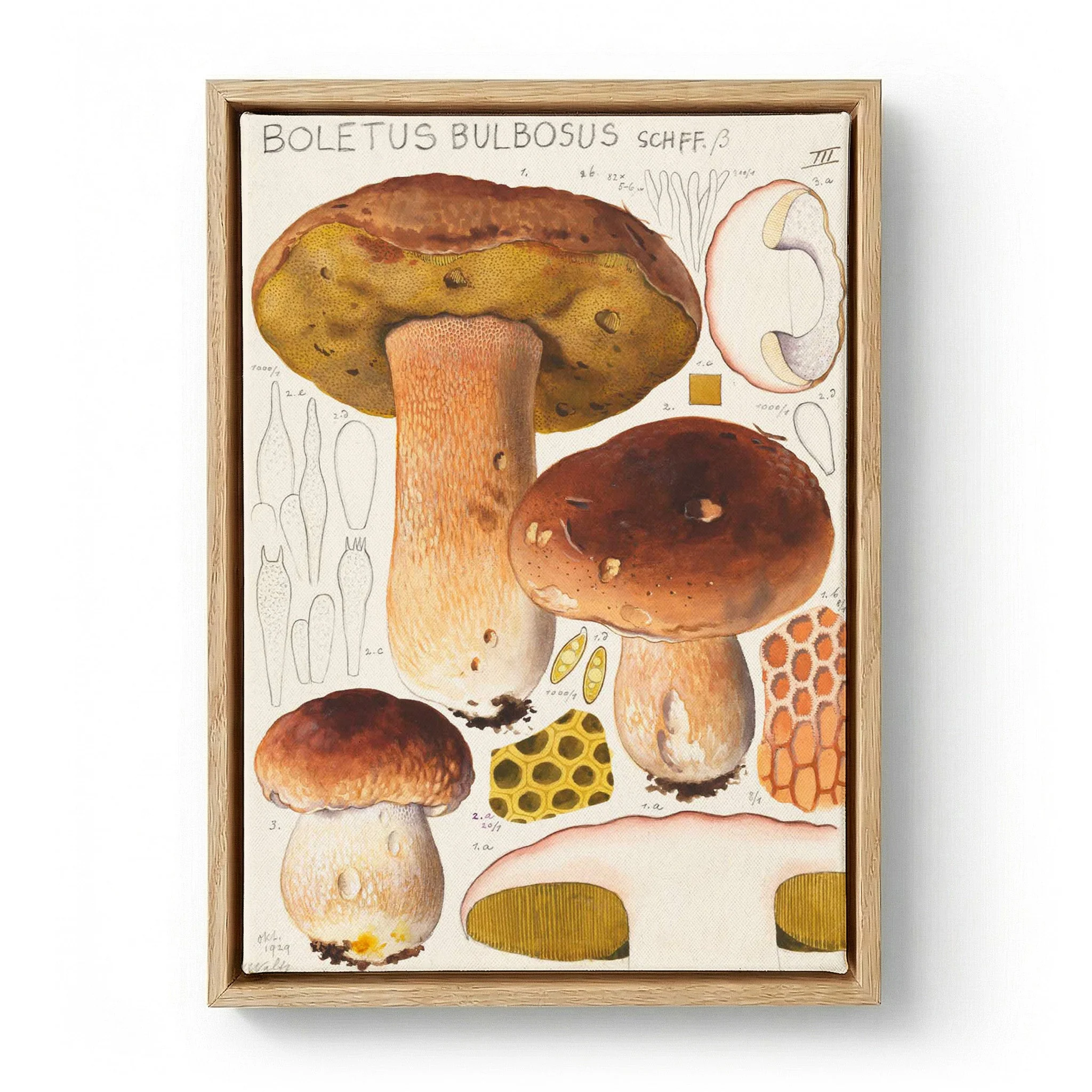 Boletus bulbosus by Hans E. Walty