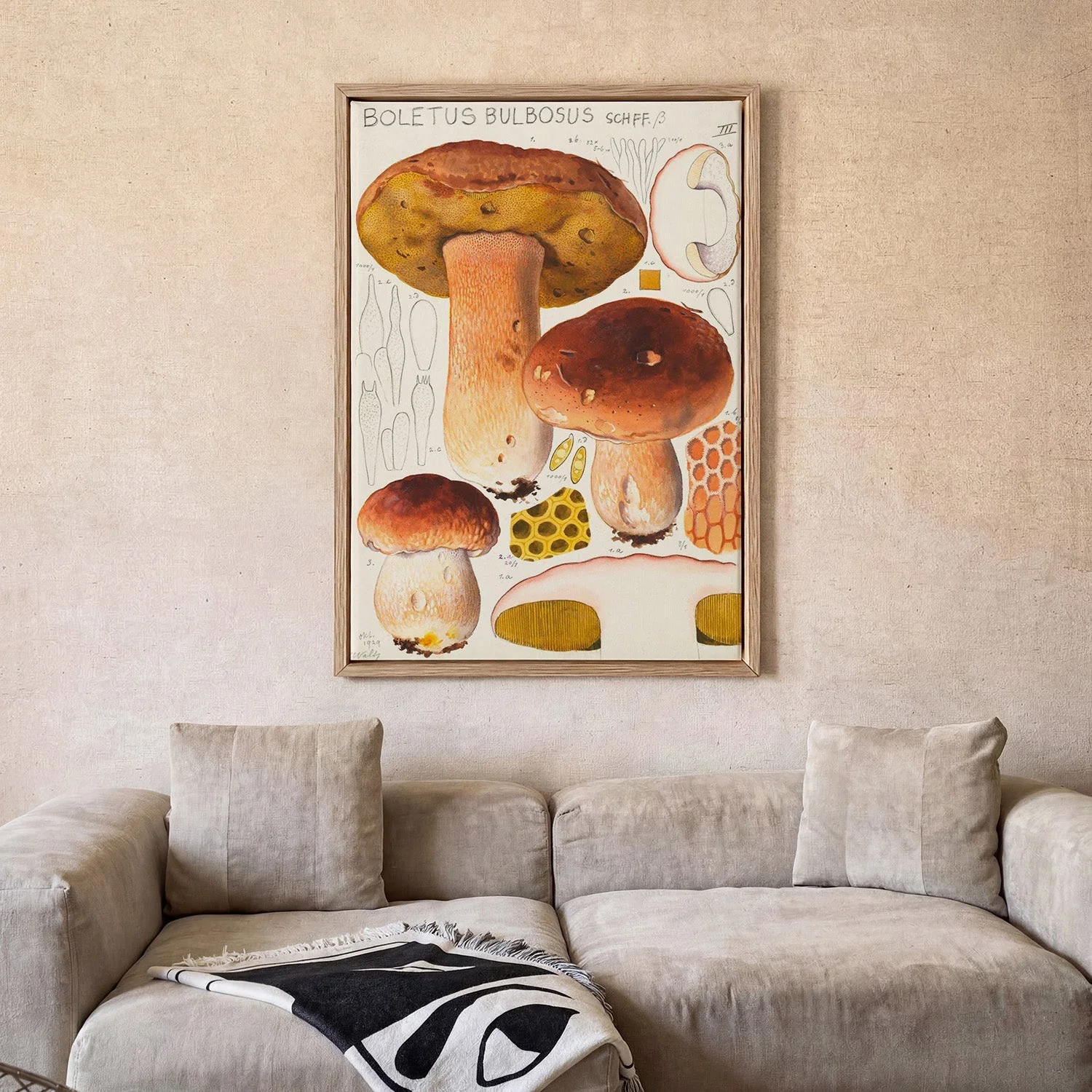Boletus bulbosus by Hans E. Walty - Image 2