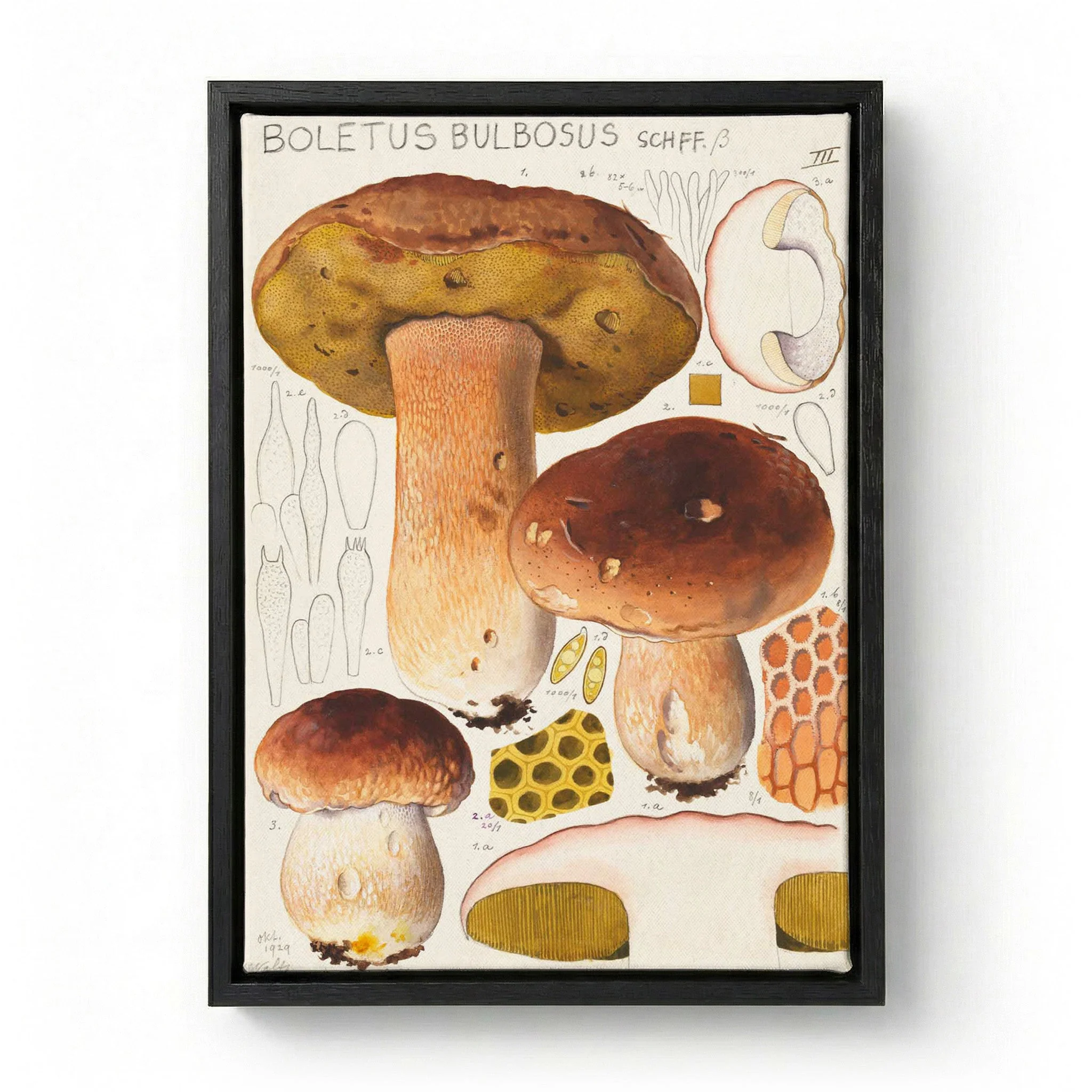 Boletus bulbosus by Hans E. Walty - Image 5