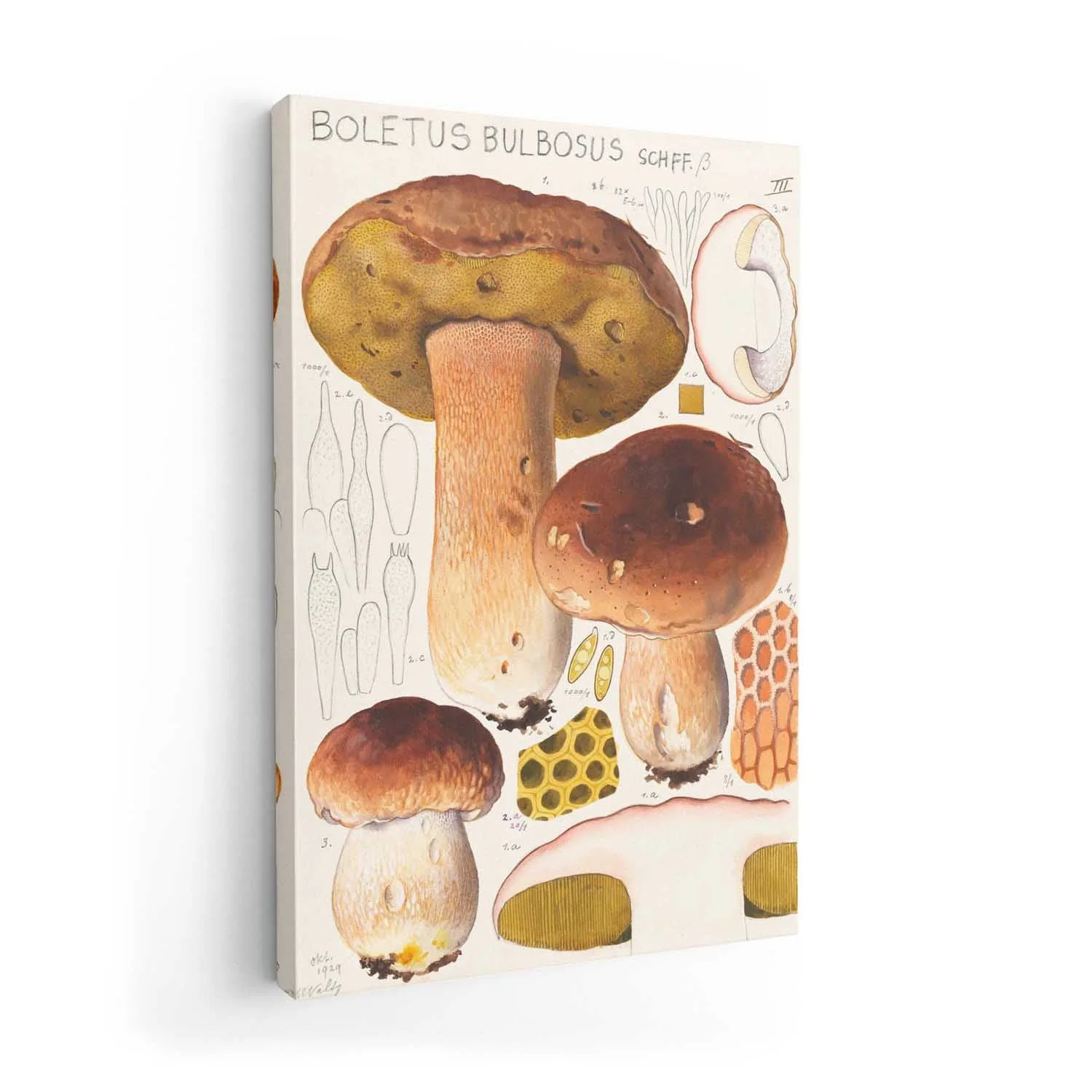 Boletus bulbosus by Hans E. Walty - Image 7