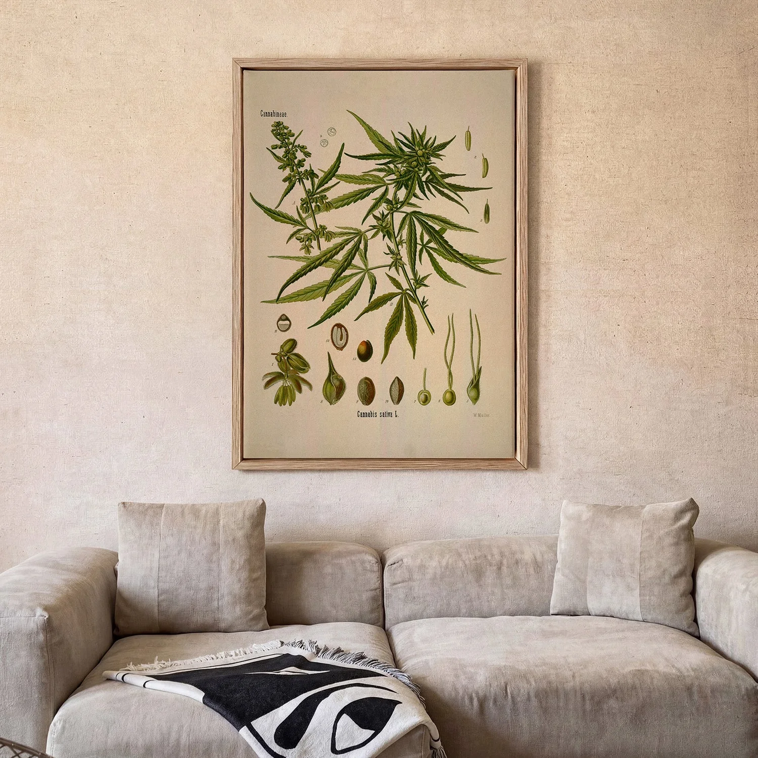 Cannabis Sativa School - Image 2