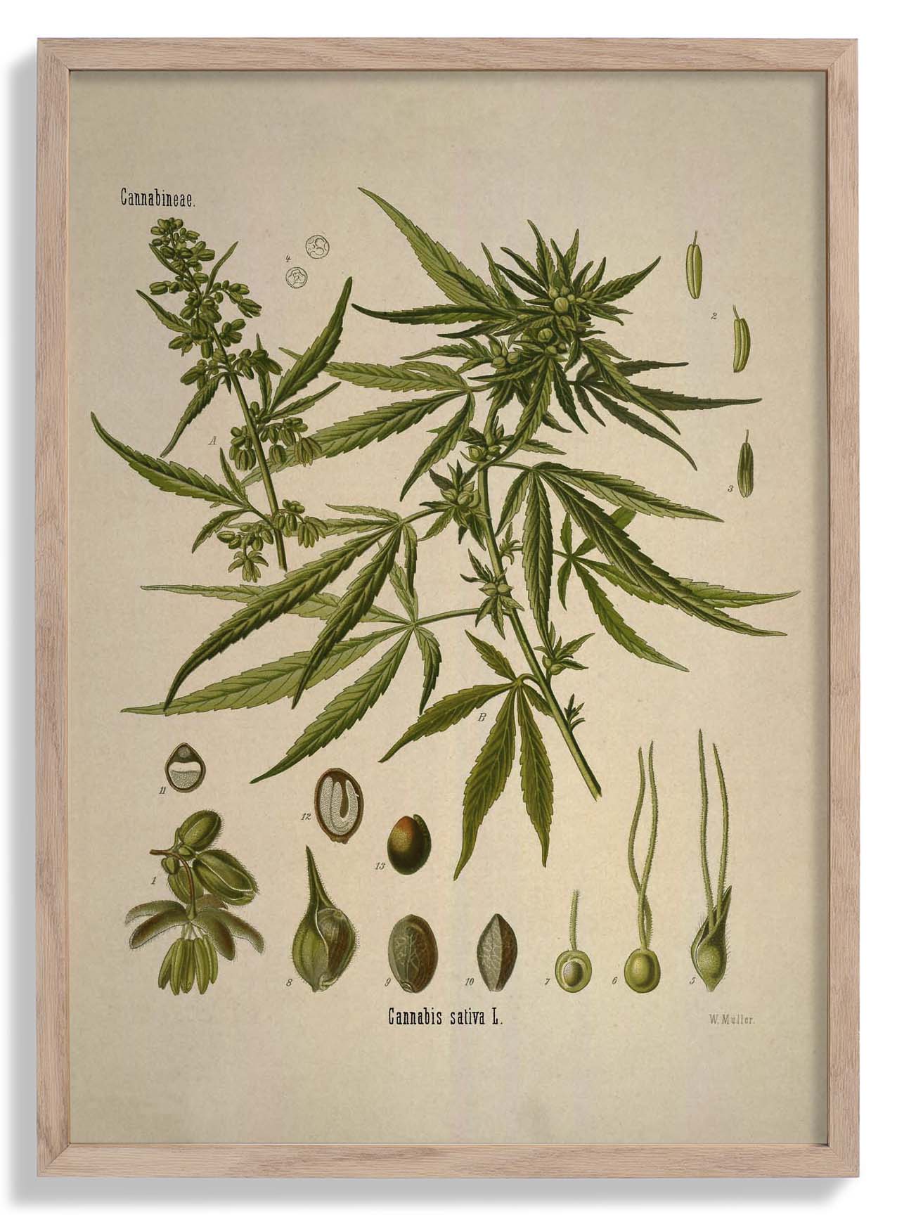 Cannabis Sativa School