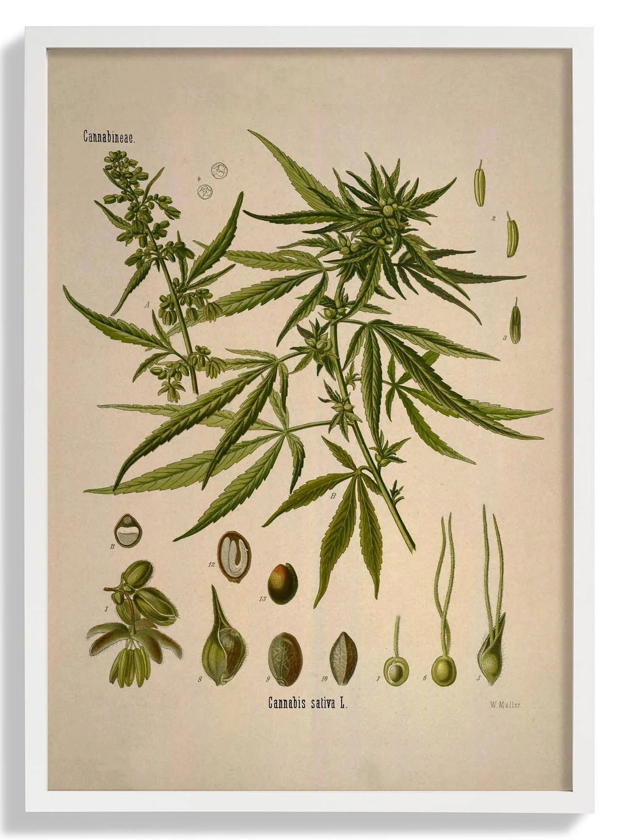Cannabis Sativa School - Image 5