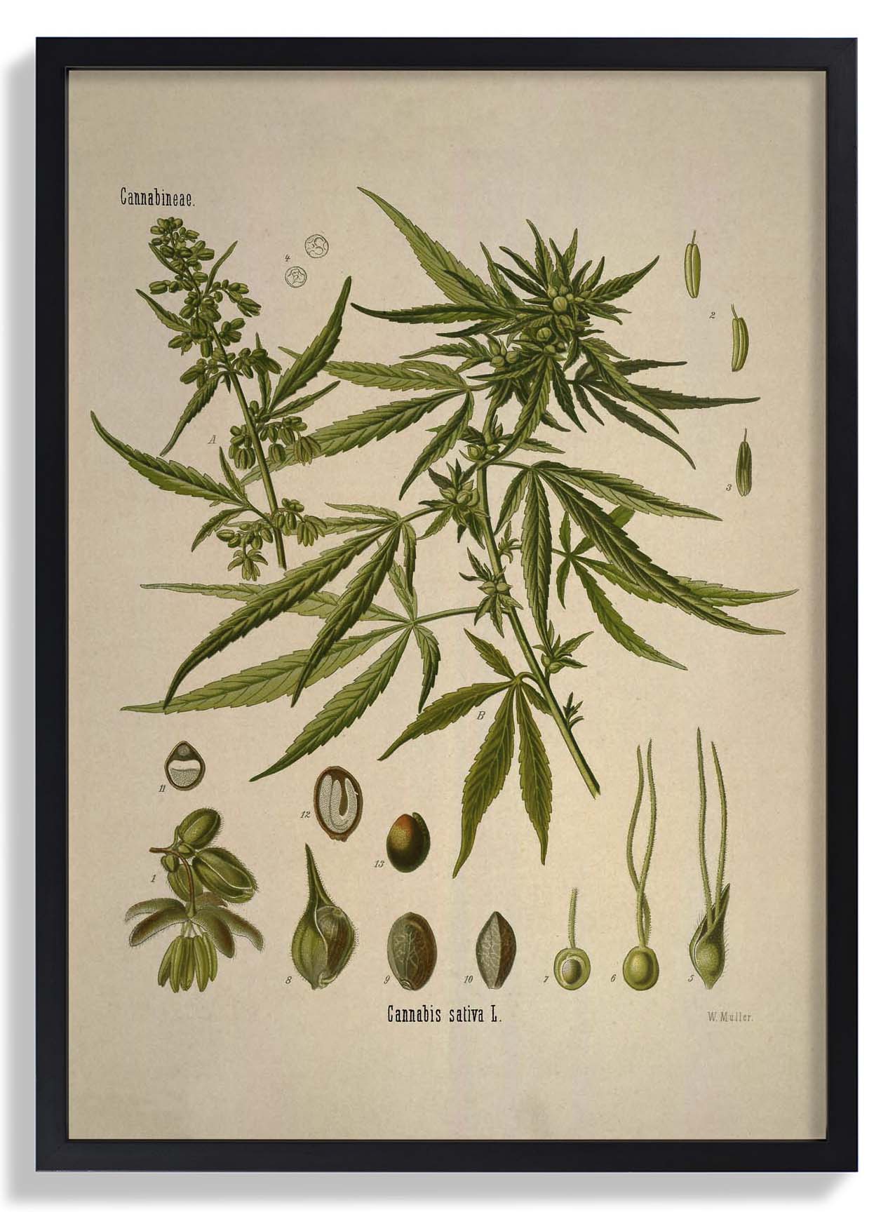 Cannabis Sativa School - Image 6