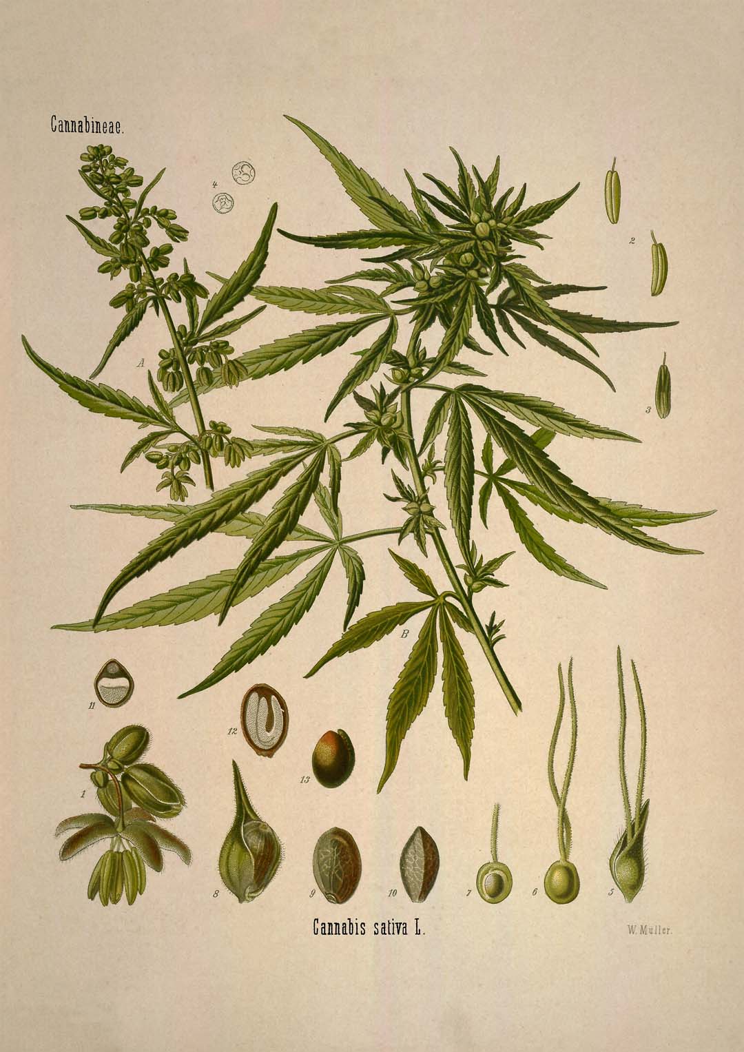 Cannabis Sativa School - Image 8