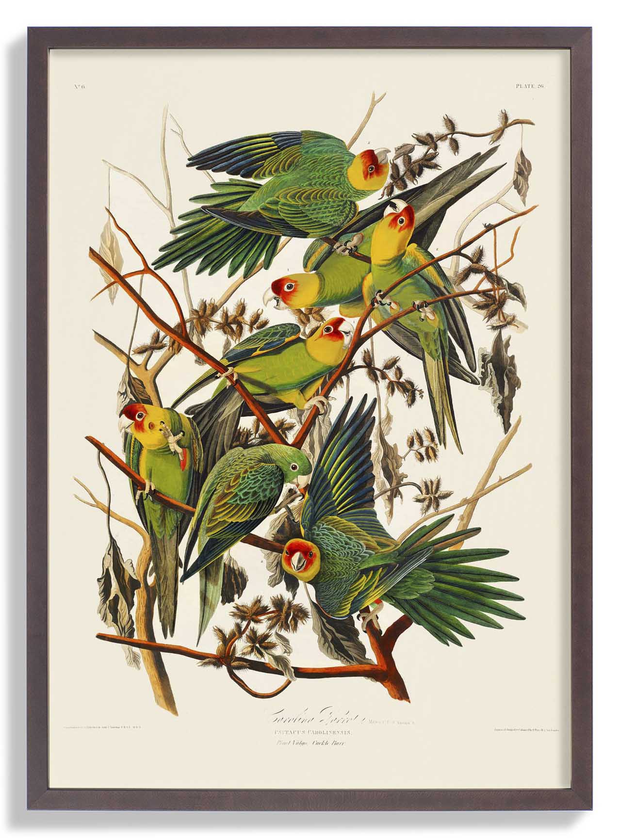 Caroline Parakeet Animal Print - Image 7