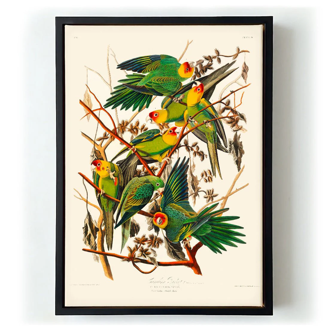 Caroline Parakeet Animal Print - Image 6