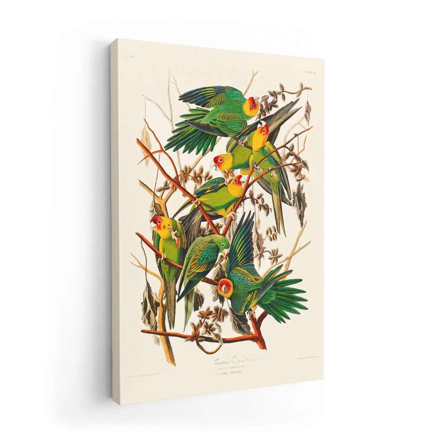 Caroline Parakeet Animal Print - Image 7