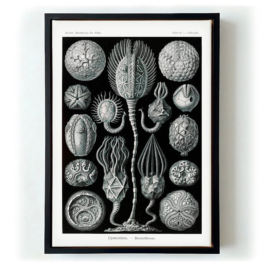 Cystoidea by Ernst Haeckel - Image 5
