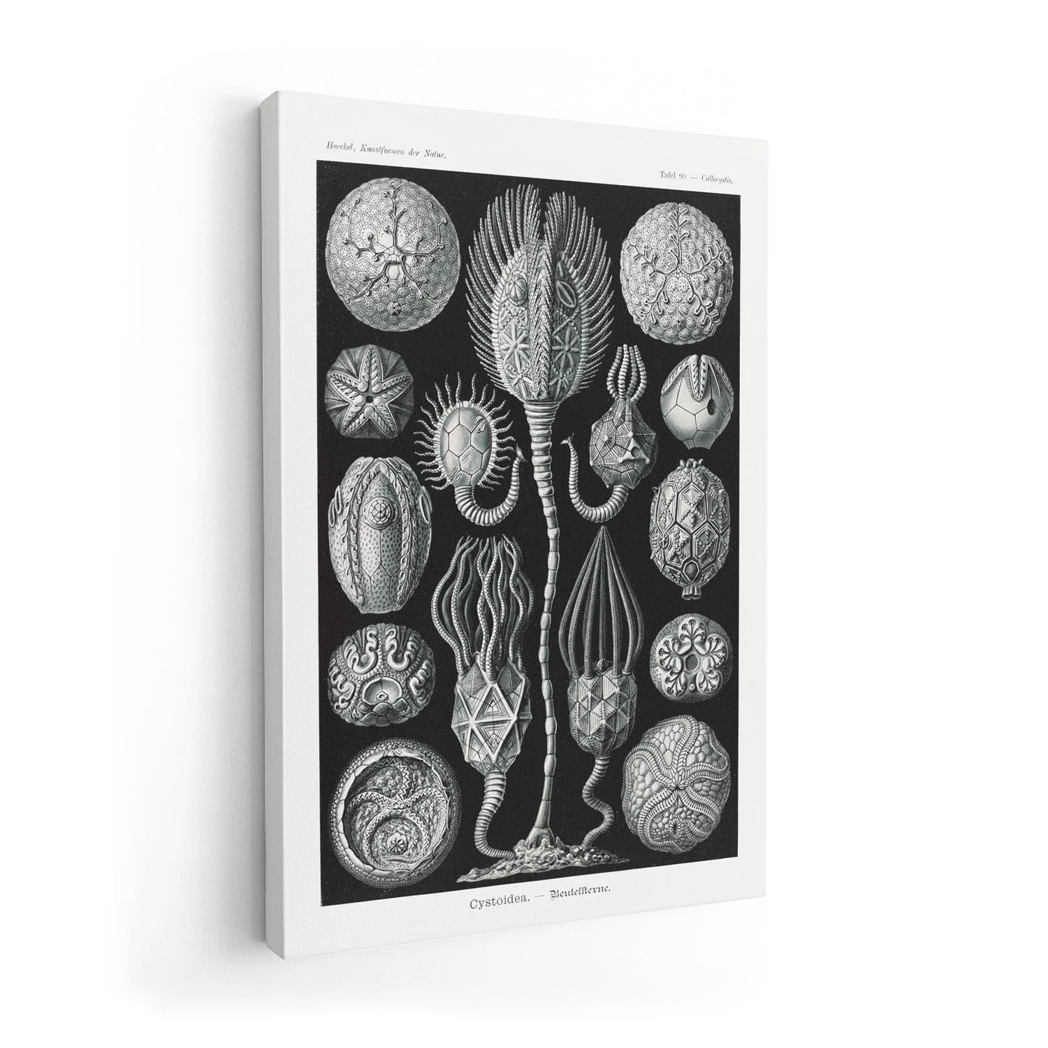 Cystoidea by Ernst Haeckel - Image 7