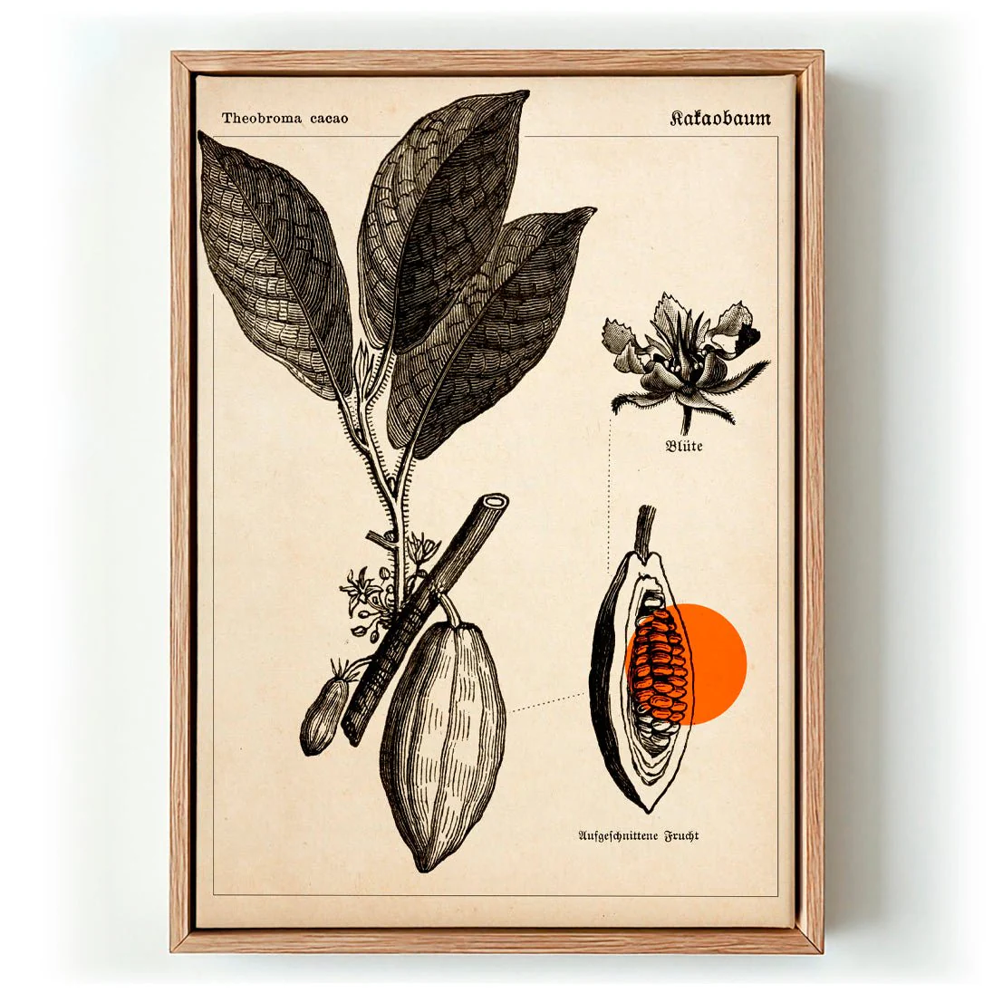 Cocoa Kakaobaum