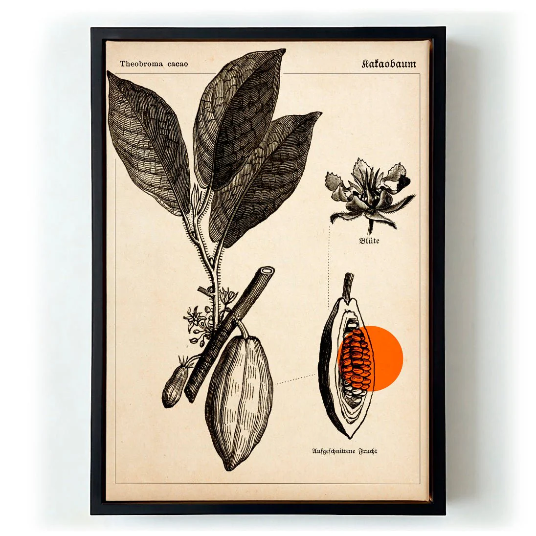 Cocoa Kakaobaum - Image 5
