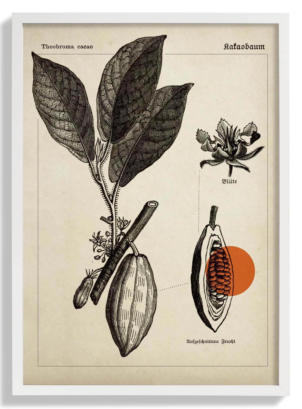 Cocoa Kakaobaum - Image 5